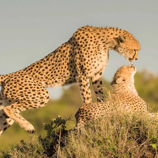 3-Day Uluguru Mt, Maasai Boma & Mikumi National by Jeep