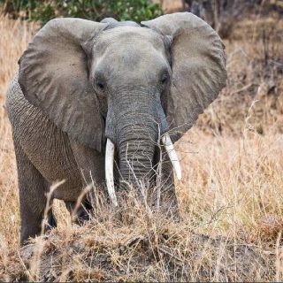 1 Day Private Safari to Mikumi National Park by Train