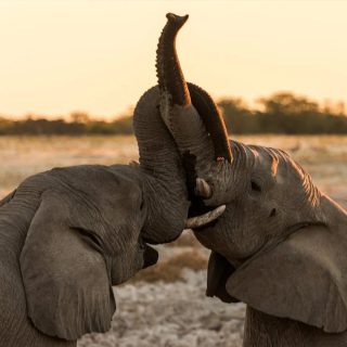 2-Day Mikumi National Park Private Safari& Maasai Tour by Flight