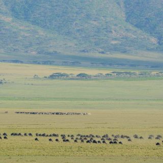 3Days / 2Nights Serengeti National Park – Ngorongoro Crater (Based on sharing jeep safari)