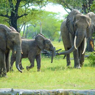 5-Day Nyerere Park, Mikumi Park and Udzungwa Waterfalls