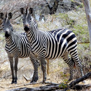 2 DAYS/1 NIGHT (FULL-DAY GAME DRIVES) - NYERERE NATIONAL PARK