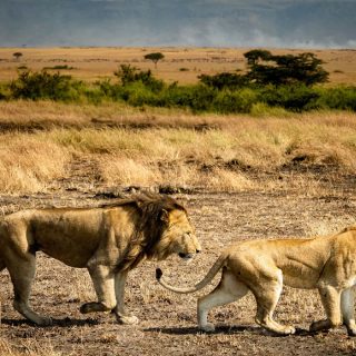 1 Day Safari Adventure at Mikumi National Park from Zanzibar