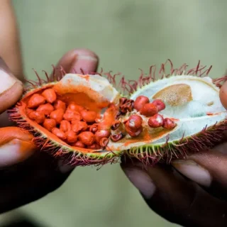 Spice Farm Tour Zanzibar