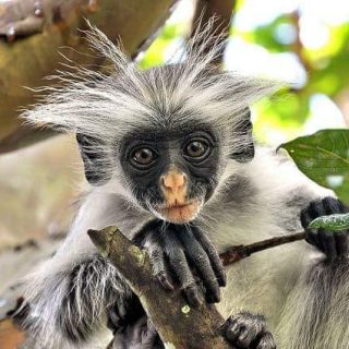 Jozani Forest Walking Tour Zanzibar