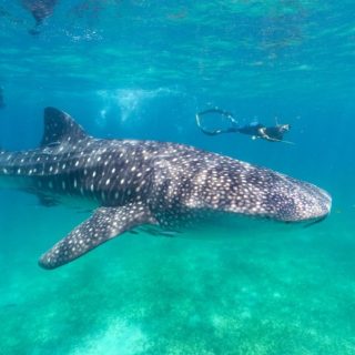 Mafia Whale Shark Adventure